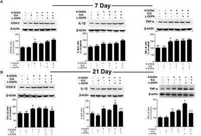 Corrigendum: Combination Treatment of Icariin and L-DOPA Against 6-OHDA-Lesioned Dopamine Neurotoxicity